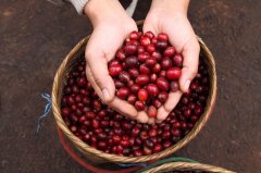 最有代表性的是“Cubita Coffee”全产于古巴水晶山 精品咖啡