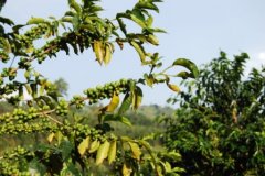 怀强斯高原Fraijanes Plateau酸度明亮一致香气足醇厚度细腻
