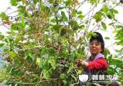 中国咖啡种植产业渐兴 改变贫困村落