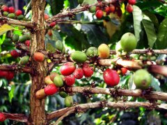 哥斯达黎加（Costa Rica）波尔斯火山区La Minita庄园 精品咖啡