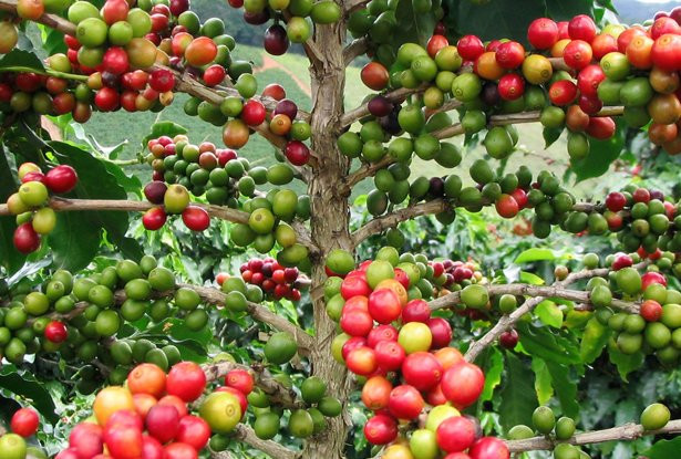 UTZ Certified 优质咖啡认证推动咖啡行业的可持续发展