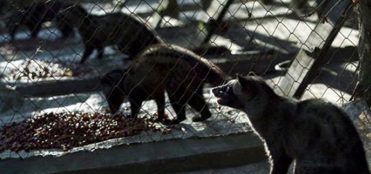 揭露猫屎咖啡产业链:麝香猫遭虐待大多生病死亡