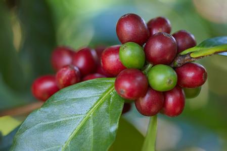 喝起来茶感十足的巴拿马丘比特咖啡豆特点和故事