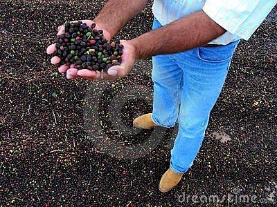 耶加雪啡咖啡豆风味特点研磨度数口感产地区简介