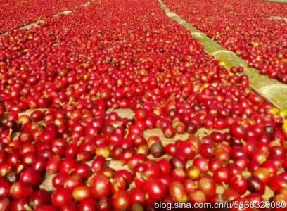 巴西红波旁咖啡是什么味道口感品种特点处理法研磨刻度简介