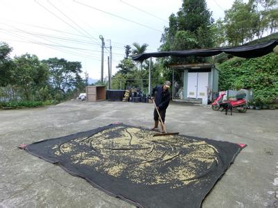瑰夏咖啡的精品风味描述特点口感处理法产地区简介
