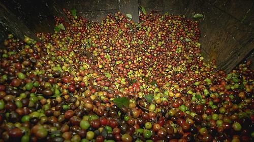 烘焙咖啡熟豆不用研磨机怎么喝操作方法