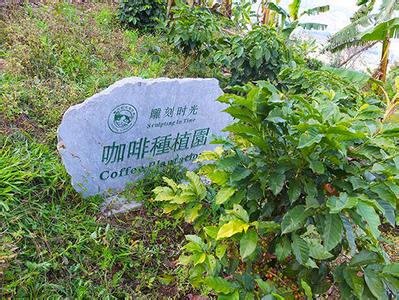 中度烘培的咖啡豆能在意式机做吗?