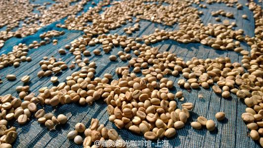 属于风味优雅的品种的哥斯达黎加塔拉珠咖啡豆介绍