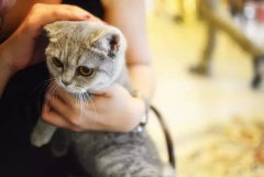 猫主题餐厅More Than Meow