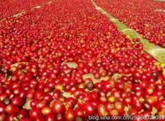 尼加拉瓜咖啡的庄园产地种植情况与风味特征口感介绍