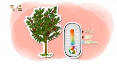 浓郁的尼加拉瓜咖啡庄园喜悦庄园咖啡品种种植市场价格简介