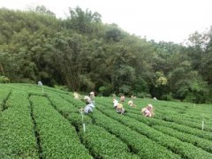 伴有柑橘的尼加拉瓜精品咖啡豆品种种植市场价格简介