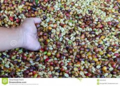 颗粒饱满的圣多明各精品咖啡豆种植情况地理位置气候海拔简介