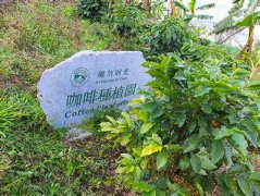 浓郁香醇的蓝山精品咖啡豆起源发展历史文化简介