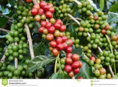 香味独特的哥斯达黎加精品咖啡豆种植情况地理位置气候海拔简介