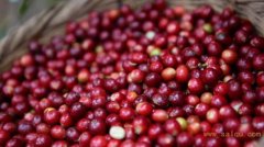 清淡酸味的乞力马扎罗精品咖啡豆种植情况地理位置气候海拔简介