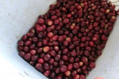 风味平庸柔和的喜悦庄园精品咖啡豆种植情况地理位置气候海拔简介