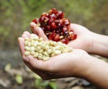 圆润平衡的洛斯刚果庄园精品咖啡豆品种种植市场价格简介