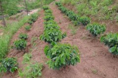 印第安咖啡豆品种种植市场价格简介