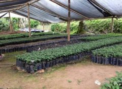 品质很高的安哥拉精品咖啡豆种植情况地理位置气候海拔简介