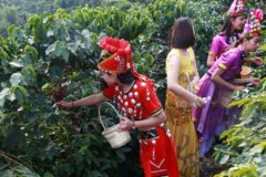 红酒余韵明显的危地马拉安提瓜花神精品咖啡豆研磨度烘焙程度处理