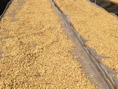 味纯芳香颗粒重的波多黎各精品咖啡豆研磨度烘焙程度处理方法简介