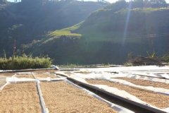 香气浓郁的拉兹默斯庄园精品咖啡豆风味口感香气特征描述简介