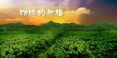 返乡种、卖咖啡豆，一年营收上千万