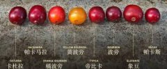 哥斯达黎加圣罗曼咖啡豆特点 哥斯达黎加圣罗曼咖啡喝法