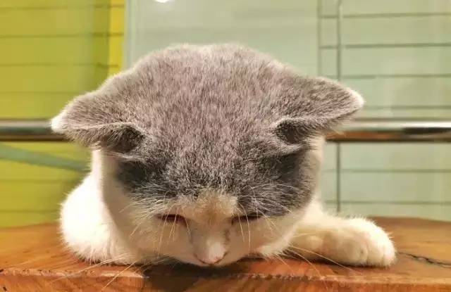 猫咖啡mimipet|以猫来当主题的餐厅