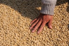 印度尼西亚芙茵庄园单品豆种类、品牌推荐及庄园介绍