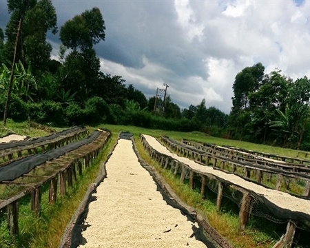 哥伦比亚咖啡豆产地区 品种种植区域与采收季与地理概况