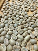 哥斯达黎加黄蜜精品咖啡豆 哥斯达黎加咖啡风味介绍
