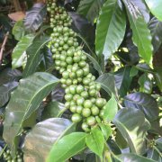 哥斯达黎加托布什庄园TABLON卡杜艾蜜处理咖啡种植情况风味介绍