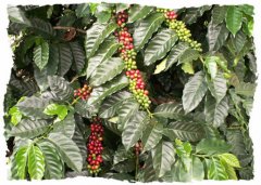 苏门答腊曼特宁Sumatra Mandheling故事曼特宁咖啡豆特点