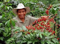 危地马拉国家 危地马拉咖啡 危地马拉咖啡产区艾提兰Atitlan
