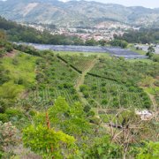 罗布斯塔咖啡粉怎么喝减肥吗？罗布斯塔咖啡豆产地口感风味特点