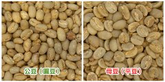 咖啡豆的性别之谜-什么是咖啡公豆和母豆 咖啡公豆和母豆的区别