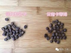 云南小粒咖啡是什么品种 铁皮卡和卡蒂姆的区别是什么 怎么冲好喝