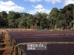 埃塞俄比亚罕贝拉庄园曾获Coffee Review高分原因与地形采收方式