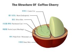 银皮对咖啡会有什么影响？咖啡的银皮到底是什么味道呢？