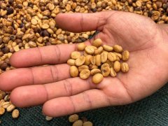 探索系列|日晒、水洗、蜜处理法对风味的影响？