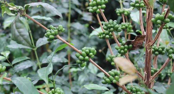 认识咖啡新品种：奇特而美味的“Eugenioides”