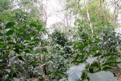 研究表明：遮阴种植可以帮助咖啡农利益最大化