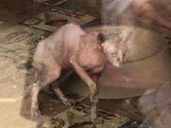 咖啡店倒闭猫咪只能等死？猫咪咖啡店结业猫咪处理是个问题