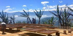 厄瓜多尔咖啡查瓜尔潘巴县Finca Romerillos咖啡庄园信息故事介绍