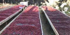 厄瓜多尔咖啡庄园洛哈产区Finca Clara Luz信息_Taza Dorada比赛