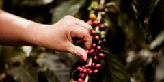 厄瓜多尔著名咖啡生产商Wild Coffee介绍_厄瓜多尔有名的咖啡品牌