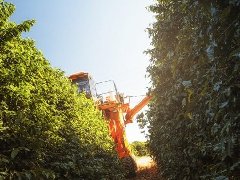 机械在精品咖啡的生产过程中可以发挥怎样的作用？